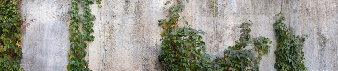 Panorama of old rough concrete wall with maiden grapes, background