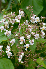 Common catalpa