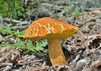 Edible mushroom (Leccinium extremiorientale).