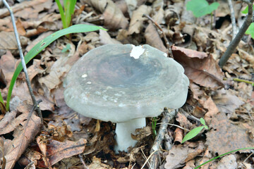 Edible mushrooms russula (Russula virescens) - obrazy, fototapety, plakaty