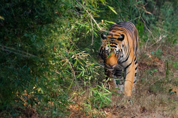 gloomy sinister tiger emerges from the thicket. Bandhavgarh. India. powerful animal on the background of bamboo thickets