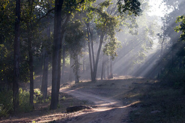  sunny forest, beams of light obliquely and the road, Bandhavgarh. India.