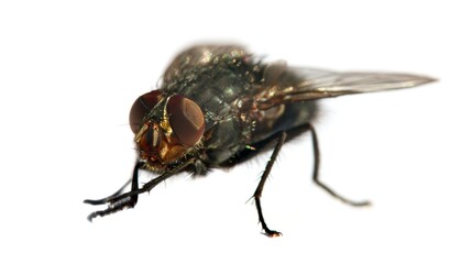 fly isolatet on the white background