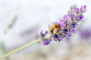 Abeja recolectando polen en planta de Lavanda