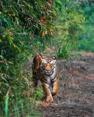 Fototapeta na wymiar Bengal tiger comes out of the jungle in the park Bandhavgarh india. big cats on a background of green jungle looks directly at the viewer.