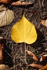 One yellow leaf on the ground