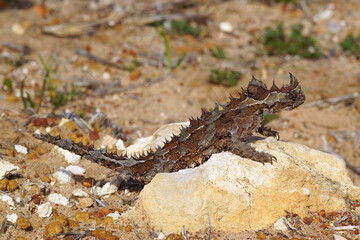 Australian Thorny Devil, Moloch horridus, an ant-eating lizard, natural habitat in Kalbarri, Western Australia, lateral view