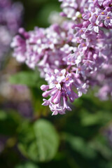 Fototapeta premium Pink lilac