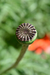 Oriental poppy