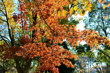 秋の彩り　紅葉　風景　きれい