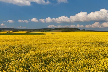 rapeseed canola or colza field in Latin Brassica Napus