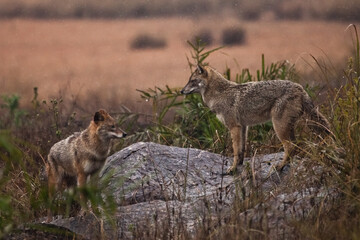 vigorous male and female jackal in the wild of india, in the fields among the wet grass Kanha...