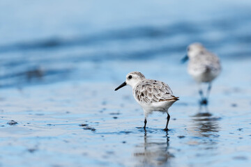 ミユビシギ(Sanderling)