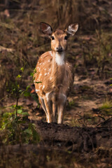 beautiful female deer is looking straight. Kana Park, India. A touching animal with big ears and black eyes carefully and anxiously looks in full view.