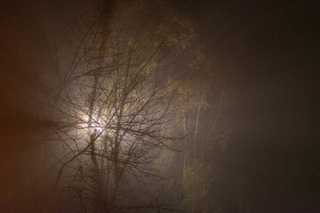 mysterious trees with back light and fog