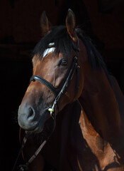 Dressage sportive horse with classic bridle in dark stable 