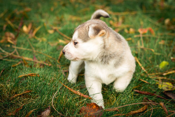 Fototapeta premium Portrait of a husky puppy in the yard. Active puppy dog running and playing on the grass. Husky puppy outside. Image for veterinary clinics, sites about dogs.