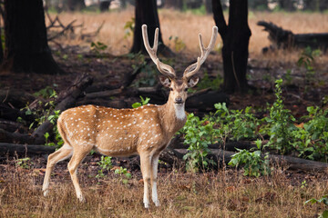 Beautiful big horned deer Axis Kanha, India. on  background of grass.