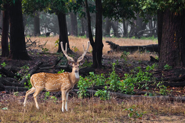 Beautiful big horned deer Axis Kanha, India. on  background of grass.
