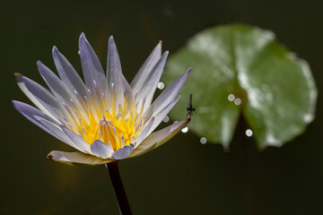 Damigella su ninfea in acqua