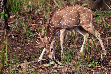 horned deer eats. Kana Park, India. the animal eats a green leaf, a symbol of vegetarianism.