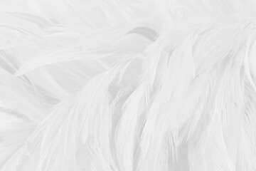 Beautiful white grey bird feathers pattern texture background.