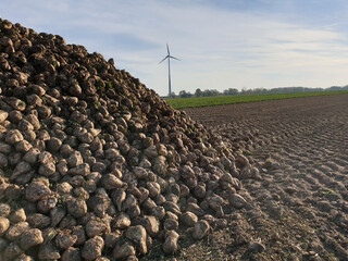 Zuckerrüben nach der Ernte auf einem Haufen