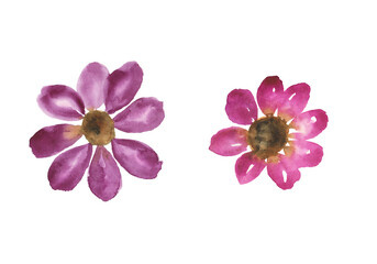 Obraz premium Two abstract lilac and red aquarelle flowers isolated on white background. Watercolor hand drawing illustration for print, card, poster, pattern. Simple and cute floral design.
