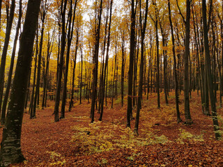 Fototapeta premium Autumn forest vegetation