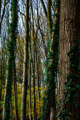 Obraz premium Ivy on Tree Trunk