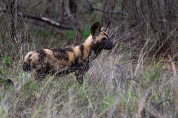 Lone African wild dog standing alert in the long grass