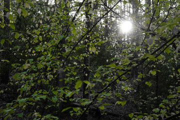 Forest Sunlight Black & White