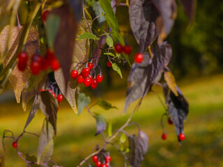 Selective focus on bright red berries on the branches on a sunny autumn day. Natural scenic background. Beauty in nature.