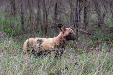 Lone African hunting dog standing in the light rain turning his ears to sounds in the vicinity.