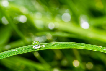 Nahaufnahme von einem Wassertropfen auf einem Grashalm