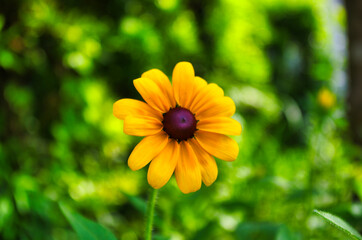 儚げに咲く一輪の黄色い花