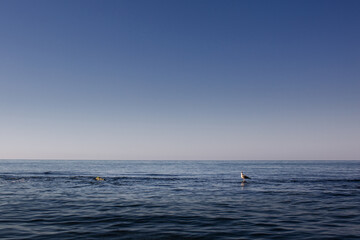 Seagull alone sits on a rock protruding from the water, surrounded by sea and sky