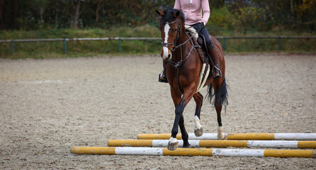 Horse brown under the rider during pole training on the riding arena..