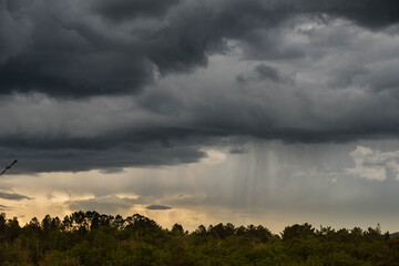 rain over the forest