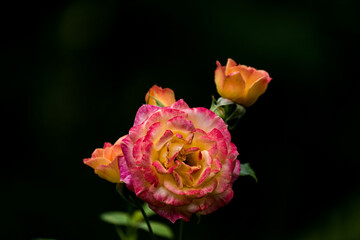 Nahaufnahme einer bunten Rose vor schwarzem Hintergrund