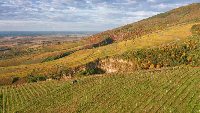 Tokaj, Hungary - 4K drone flying above the famous vineyards of Tokaj wine region on a warm autumn morning with golden grape fields