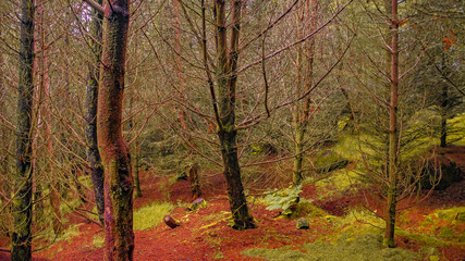 Magical fairytale forest with ancient evergreen trees, moos and lichen and a hiking trail going through woods at Faroe Islands, early Autumn