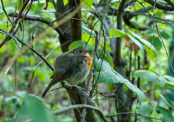 Little bird, "Small flycatcher" (Ficedula parva), gray with a yellow breast, sits, ruffled, in a bush of blackthorn.