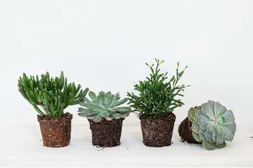 flower pots on the white background 