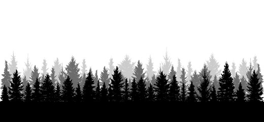 Panorama of beautiful forest, silhouette. All spruces are separated from each other. Vector illustration.
