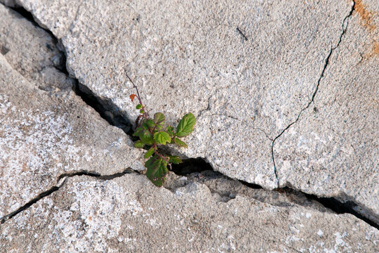 petite plante fragile survit dans une faille du b&eacute;ton