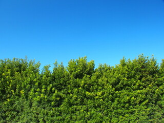 晩秋のイヌマキの生垣と青空