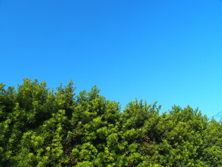 Obraz premium 晩秋のイヌマキの生垣と青空