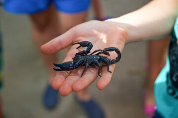 a large live Imperial black Scorpion on a man's hand in Thailand on Koh Samui, a venomous insect