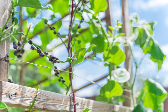 Malabar spinach seeds and flowers vine on trellis against blue sky at homegrown garden in Texas, USA